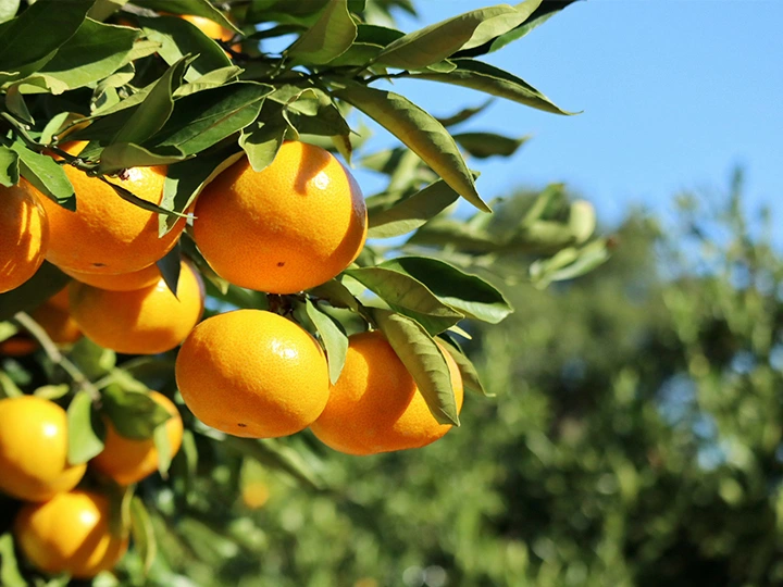 農家・生産者様の素材を活かしたオリジナル商品を作れます！OEM小ロット対応アイキャッチ