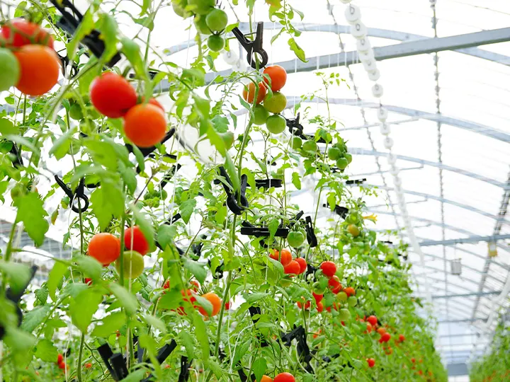 農園のイメージ